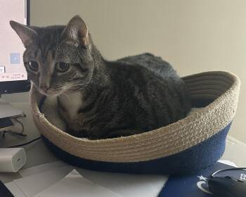 Rescue Tabby Cats for Adoption in Raleigh, North Carolina - Little Man | PetCurious