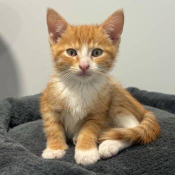 Corey -  American Shorthair Cat for Adoption in Bethel, Connecticut - Corey | PetCurious