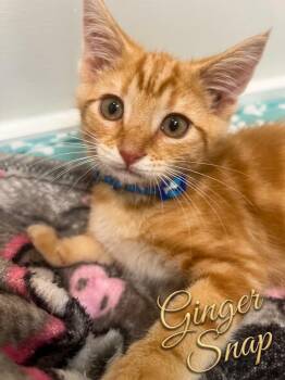 Ginger Snap...a little ginger spice with a whole lot of sweetnes -  Domestic Short Hair Cat for Adoption in Murfreesboro, Tennessee - Ginger Snap...a Little Ginger Spice With A Whole Lot Of Sweetnes | PetCurious