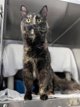 Macarena -  Domestic Short Hair Cat for Adoption in Montreal, Quebec - Macarena | PetCurious