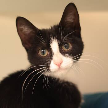 Oreo Thunder Milkshake -  Domestic Short Hair Cat for Adoption in Philadelphia, Pennsylvania - Oreo Thunder Milkshake | PetCurious