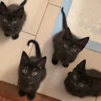 American Shorthair Cats Available for Adoption in Calimesa, California - Raven | PetCurious