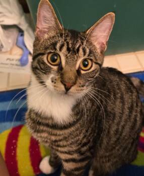 Domestic Short Hair Cats Available for Adoption - Dax | PetCurious
