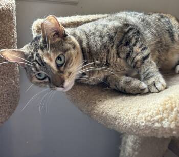 Rescue Domestic Short Hair Cats for Adoption in Glen Raven, North Carolina - MINNIE TABBY (DOB ~12/2021) | PetCurious