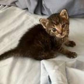 Meow-zarella -  Domestic Short Hair Cat for Adoption in Lake Panasoffkee, Florida - Meow-zarella | PetCurious