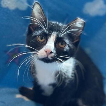 Bordeaux -  Domestic Short Hair Cat for Adoption in Matteson, Illinois - Bordeaux | PetCurious