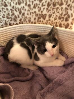 Rescue Domestic Short Hair Cats for Adoption in Seven Valleys, Pennsylvania - Francis | PetCurious