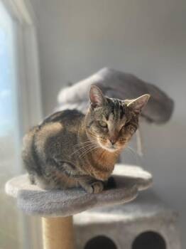 Rescue Domestic Short Hair Cats for Adoption in Los Angeles, California - Ingrid | PetCurious