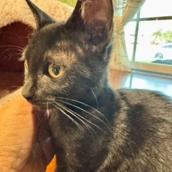 Coco -  Domestic Short Hair Cat for Adoption in Long Beach, California - Coco | PetCurious