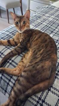 Cairo -  Bengal Cat for Adoption in Fort Myers, Florida - Cairo | PetCurious
