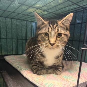 Rescue Domestic Short Hair Cats for Adoption in Normal, Illinois - Zaggy | PetCurious