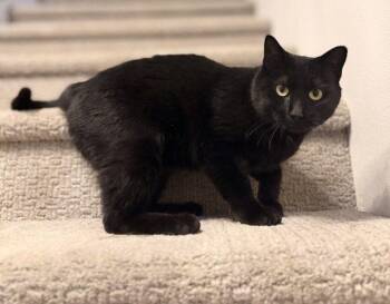 Camino -  Domestic Short Hair Cat for Adoption in Anchorage, Alaska - Camino | PetCurious