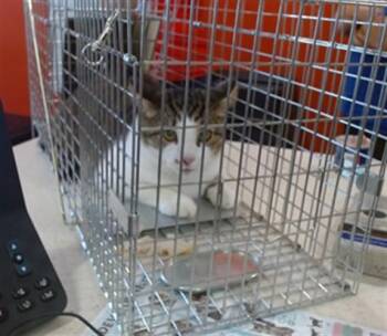 SPONGEBOB -  Domestic Short Hair Cat for Adoption in Louisville, Kentucky - SPONGEBOB | PetCurious