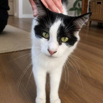 Fix It Felix -  Domestic Medium Hair Cat for Adoption in Edwardsville, Illinois - Fix It Felix | PetCurious