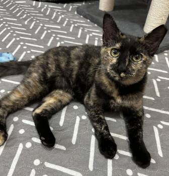 Rescue Tortoiseshell Cats for Adoption in Anderson, South Carolina - Mable | PetCurious