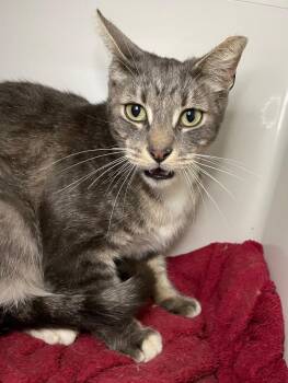 Domestic Short Hair Cats Available for Adoption in Roanoke, Virginia - Orwin | PetCurious