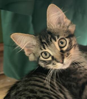 Hopkins -  Maine Coon and Domestic Medium Hair Cat for Adoption in Lombard, Illinois - Hopkins | PetCurious