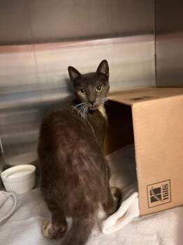 Domestic Short Hair Cats Available for Adoption - Boots | PetCurious