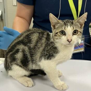 Taz -  Domestic Short Hair Cat for Adoption in Las Cruces, New Mexico - Taz | PetCurious