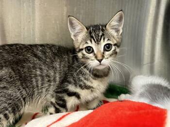 Domestic Short Hair Cats Available for Adoption in Tustin, California - MAYA | PetCurious