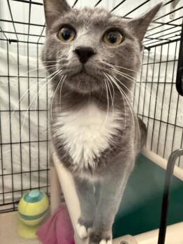 Domestic Short Hair Cats Available for Adoption in Hartford City, Indiana - Sam | PetCurious