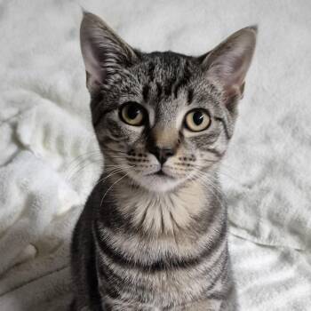 Tabby Cats Available for Adoption - Sage | PetCurious