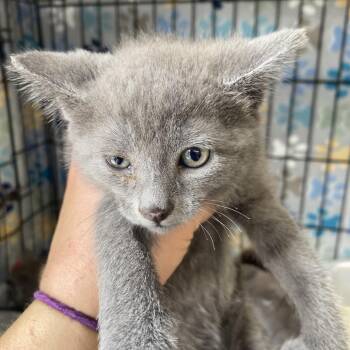 Maggie -  Domestic Short Hair Cat for Adoption in Blairsville, Georgia - Maggie | PetCurious