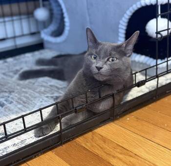 U-migi -  Russian Blue Cat for Adoption in Medford, Massachusetts - U-migi | PetCurious