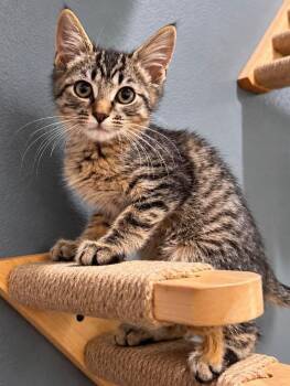 East -  Domestic Short Hair Cat for Adoption in Sioux Falls, South Dakota - East | PetCurious