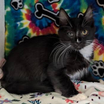 Harlow -  Domestic Short Hair Cat for Adoption - Harlow | PetCurious
