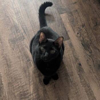 Tonto -  Domestic Short Hair Cat for Adoption in Tampa, Florida - Tonto | PetCurious