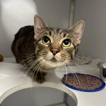 Tifa -  Domestic Short Hair Cat for Adoption in Binghamton, New York - Tifa | PetCurious
