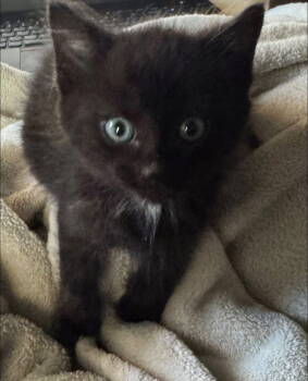 Rescue Domestic Long Hair Cats for Adoption in Germantown, Ohio - Rey | PetCurious