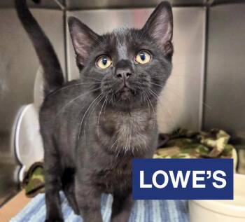 Lowe