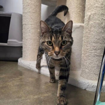 Rescue Domestic Short Hair Cats for Adoption in Jasper, Indiana - Butter | PetCurious