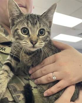 LUGIA -  Domestic Short Hair Cat for Adoption in Killeen, Texas - LUGIA | PetCurious