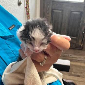 Domestic Short Hair Cats Available for Adoption in Buchanan Dam, Texas - Kati | PetCurious