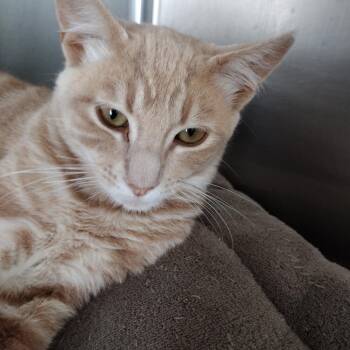 Cornflower -  Domestic Short Hair Cat for Adoption in Goleta, California - Cornflower | PetCurious