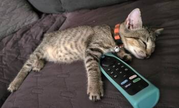 Hitchhiker -  Domestic Short Hair Cat for Adoption in Maitland, Florida - Hitchhiker | PetCurious