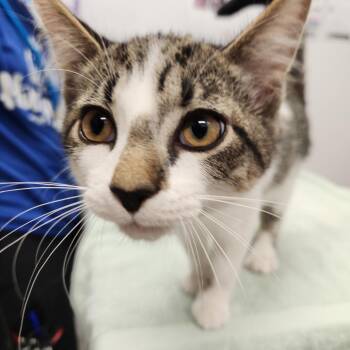 Junior -  Domestic Short Hair Cat for Adoption in Fort Wayne, Indiana - Junior | PetCurious