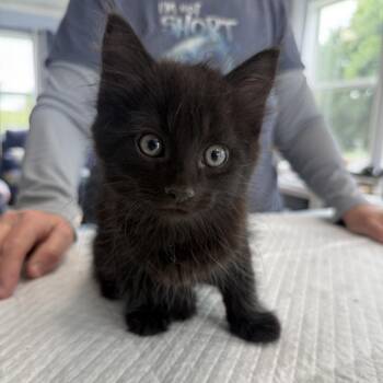 Maurice Rayburn -  Domestic Medium Hair Cat for Adoption in Woodstock, Virginia - Maurice Rayburn | PetCurious