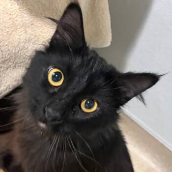 Kansas -  Domestic Long Hair Cat Available for Adoption in Murray, Utah - Kansas | PetCurious