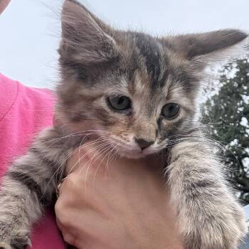 Domestic Long Hair Cats Available for Adoption in Floresville, Texas - Baker | PetCurious