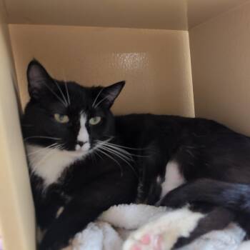 Domestic Short Hair Cats Available for Adoption in Worcester, Massachusetts - Folly | PetCurious