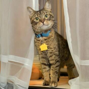 NAOMI -  Domestic Short Hair Cat for Adoption in St. Louis, Missouri - NAOMI | PetCurious