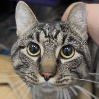 Tucker -  Domestic Short Hair Cat Available for Adoption in Marysville, Ohio - Tucker | PetCurious