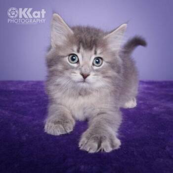 Domestic Medium Hair Cats Available for Adoption in Edmond, Oklahoma - Smoke | PetCurious