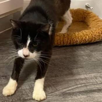 Big Boy -  Domestic Medium Hair Cat for Adoption in Webster, Texas - Big Boy | PetCurious