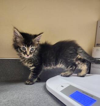 Domestic Long Hair Cats Available for Adoption in Kennewick, Washington - Confetti | PetCurious