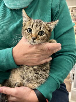 Rescue Domestic Short Hair Cats for Adoption in Camden, South Carolina - Wiggle 'N Jiggle (Available For Pre-adoption) | PetCurious